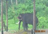 Gorumara National Park