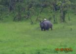 Gorumara National Park