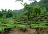 Gorumara National Park