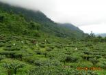 Gorumara National Park