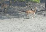 Sundarban