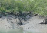 Sundarban