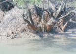 Sundarban