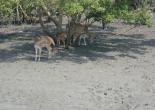 Sundarban