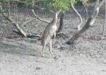 Sundarban