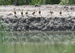 Sundarban Tour