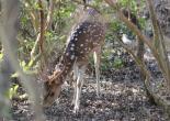 Sunderban Tour