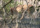 Sunderban Tour