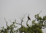 Sunderban Tour