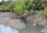 Sunderban Tour