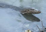 Sunderban Tour