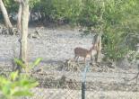 Sunderban Tour