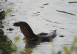 Sunderban Tour