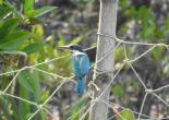 Sunderban Tour