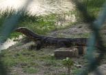 Sunderban Tour